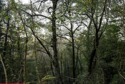 طبیعت رامسر