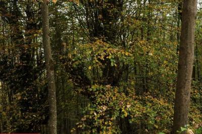 طبیعت رامسر