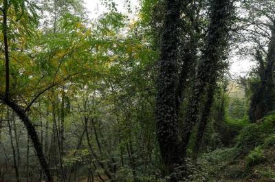 طبیعت رامسر