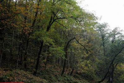 طبیعت رامسر