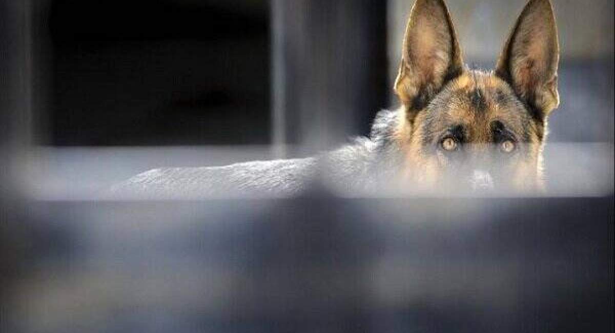 حمله سگ‌ها و گربه‌ها به ایران 