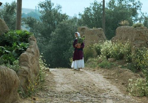 جشنواره جهانی فیلم فجر با اکران«زیر درختان زیتون» آغاز شد