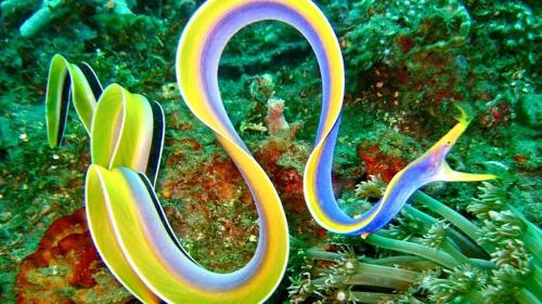  مارماهی روبانی در اعماق اقیانوس /فیلم