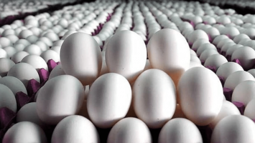 تبدیل تخم مرغ به کالای لوکس