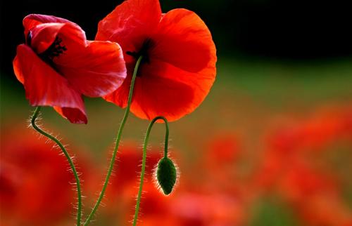  شقایق اولیفرا توانایی‌ تامین ۹۰ درصد مواد اولیه دارویی را دارد/ نیازی به کشت خشخاش نیست