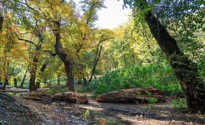 طبیعت پاییزی چشمه لال گلستان