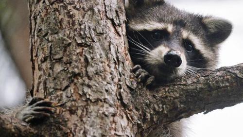  راکون مست خبرساز شد /فیلم