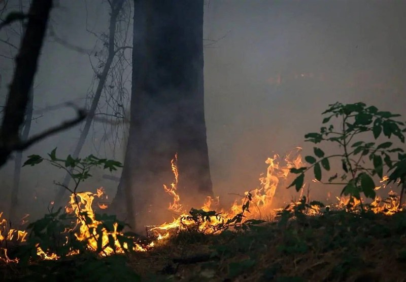 عامل 90 درصد آتش‌سوزی‌ها درچنگل اانسانی است