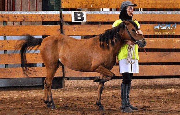 جشنواره زیبایی اسب کاسپین در انزلی /عکس