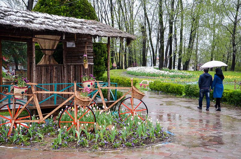  پس از باران در گیلان /عکس