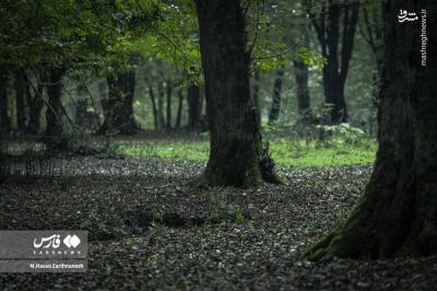 آموزش های تخصصی رزم در جنگل