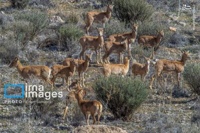 سلاطین صخره هادرایران