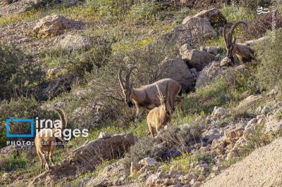 سلاطین صخره هادرایران