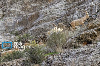 سلاطین صخره هادرایران