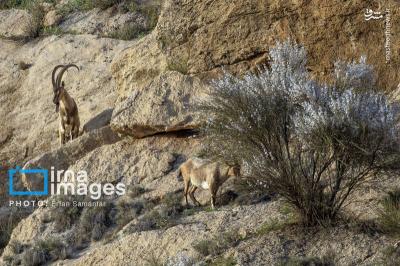 سلاطین صخره هادرایران