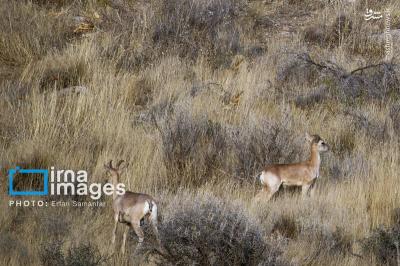 سلاطین صخره هادرایران