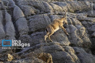 سلاطین صخره هادرایران