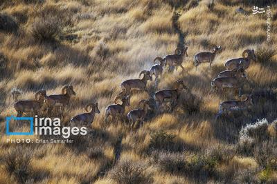سلاطین صخره هادرایران