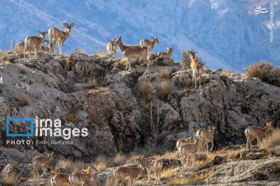 سلاطین صخره هادرایران