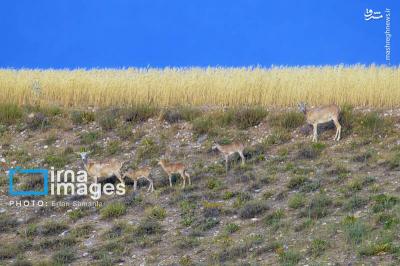 سلاطین صخره هادرایران