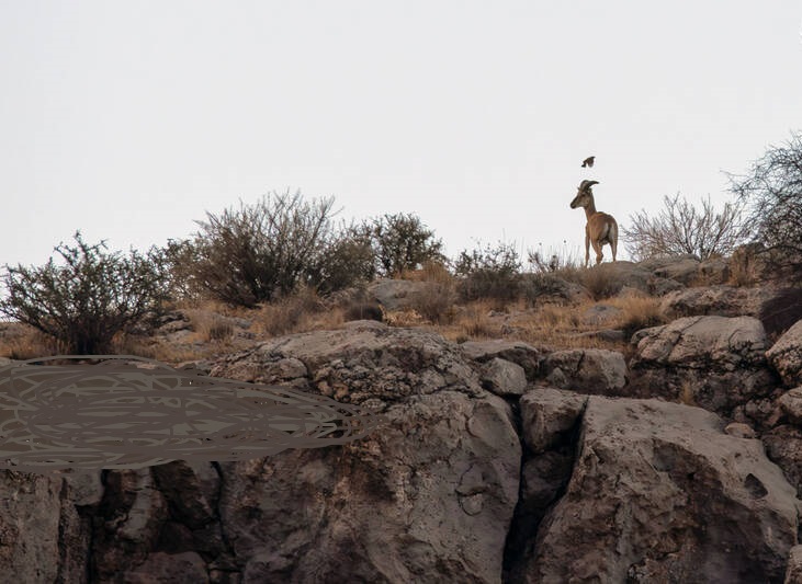 سلاطین صخره هادرایران