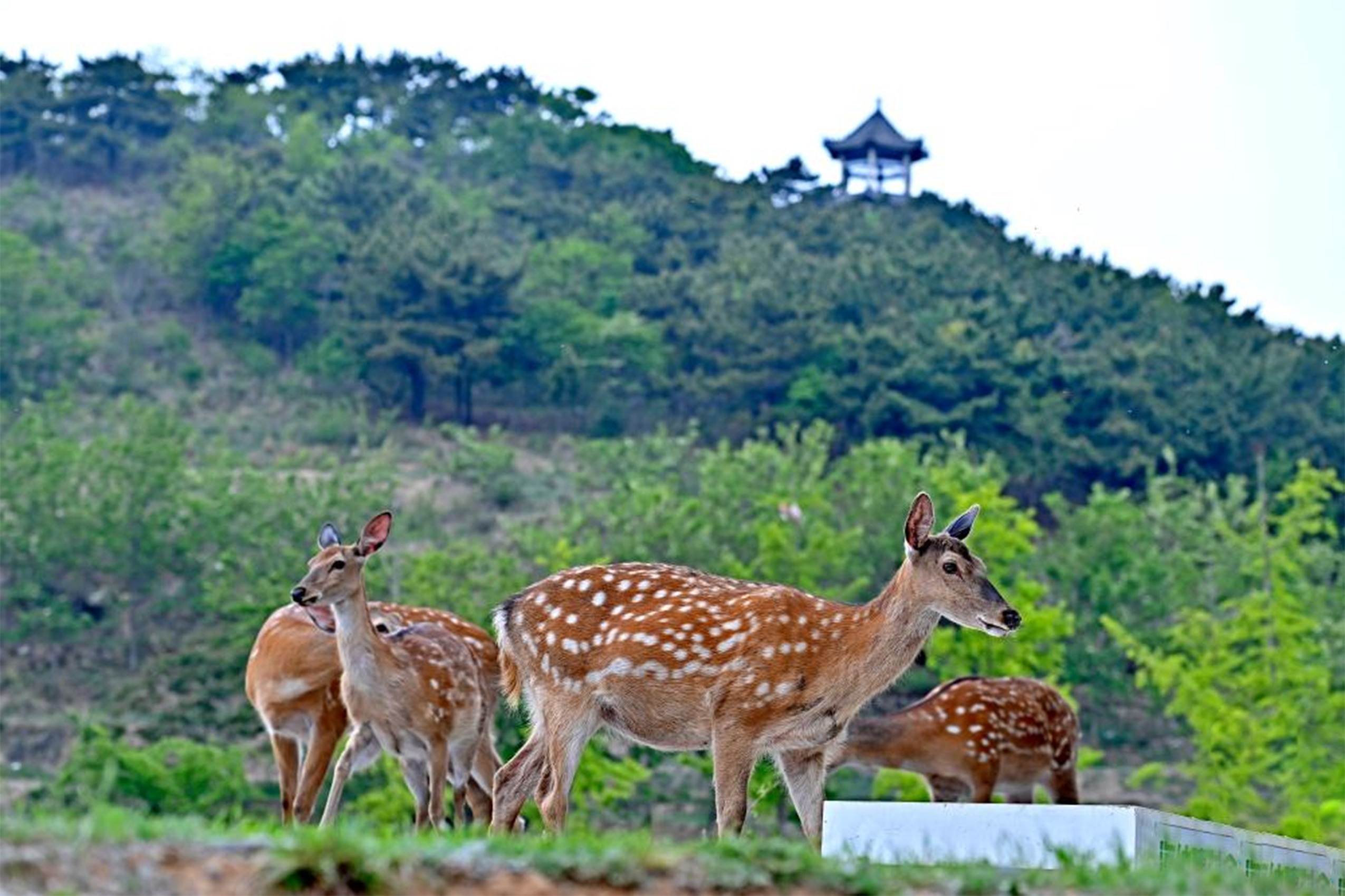 گوزن‌های سیکا، نماد فرهنگی ژاپن /عکس