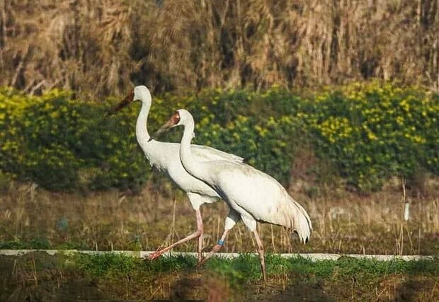 پاییز به آخر رسید و درنا نیامد؛ امید در کجا پَر می‌کشد؟+عکس