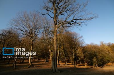 آخرین قدم های پاییز