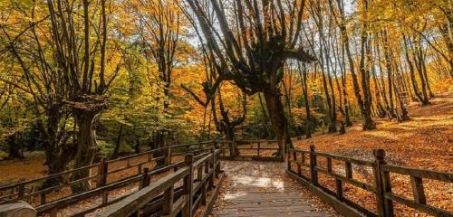 آخرین قدم های پاییز