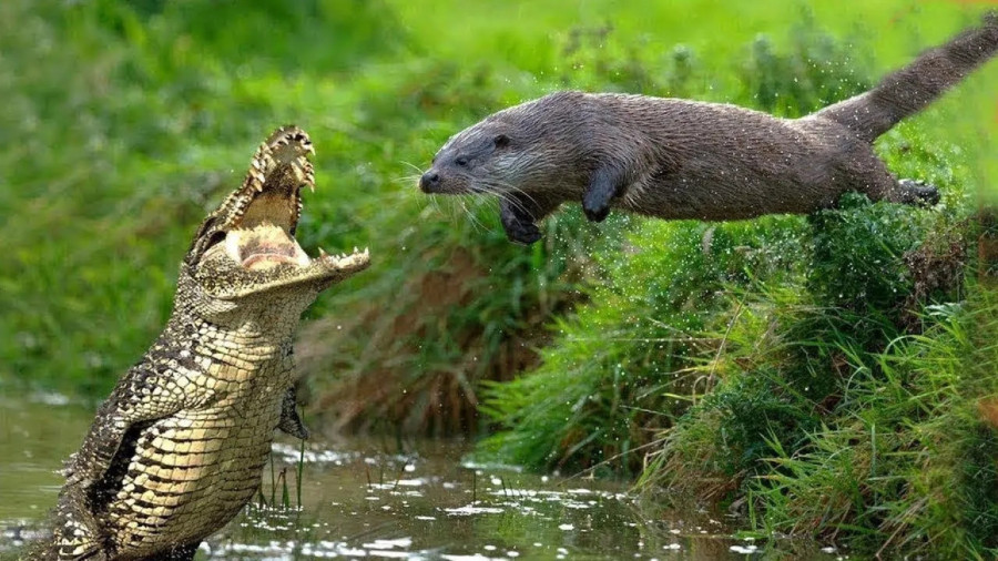  درگیری تمساح خشمگین با سمور‌ها /فیلم