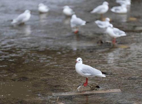 کاکایی مهمان چشمه کیله تنکابن