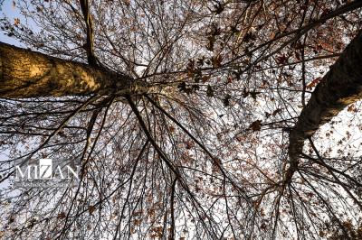 پاییزدرکوچه باغ های درکه