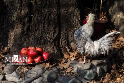 پاییزدرکوچه باغ های درکه