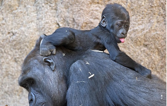 مسابقه عکاسی کمدی حیات‌وحش / عکس