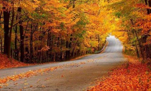 طبیعت دیدنی جنگل‌های شمال در پاییز /عکس