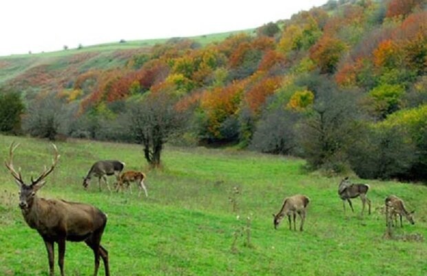 فندقلو در مرزِ مه و سکوت /عکس