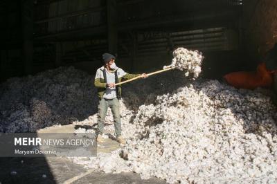 برداشت پنبه ازمزارع خراسان شمالی