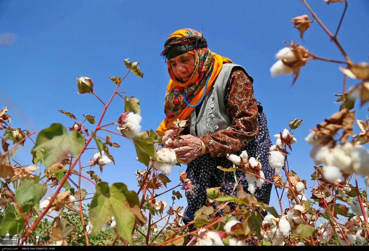 برداشت پنبه ازمزارع خراسان شمالی