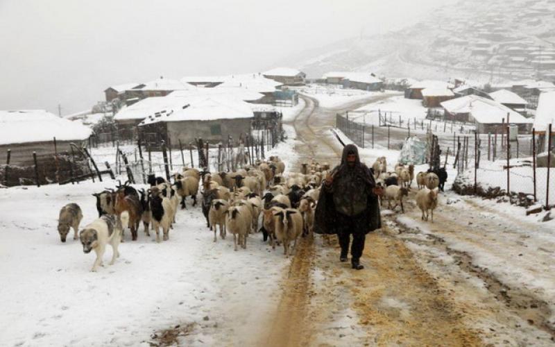 بارش برف در رابر کرمان گوسفندان را غافل‌گیر کرد / فیلم