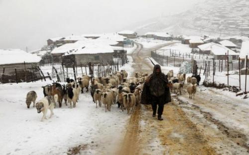 بارش برف در رابر کرمان گوسفندان را غافل‌گیر کرد / فیلم