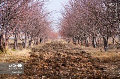 زنگ خطر برای تالاب بیشه‌دالان 