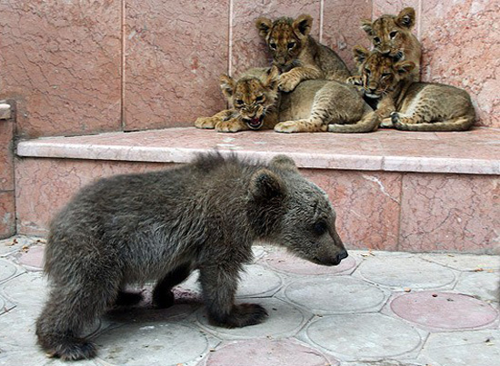 نجات شیرها و خرس‌های گرسنه از کازینوی متروکه /فیلم