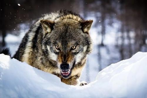 سرما حیات وحش را به شهرها نزدیک می‌کند / غذارسانی به حیوانات ممنوع!