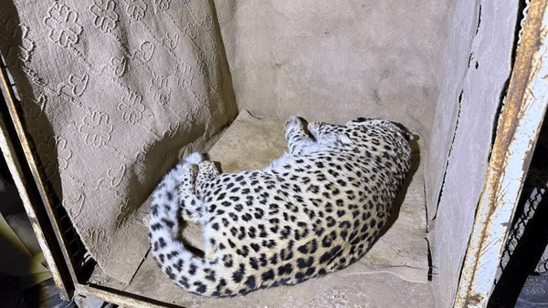 یک پلنگ در سمنان زنده‌گیری شد