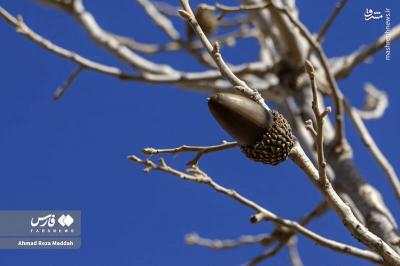 کاشت بلوط دررویشگاه دشت اژن