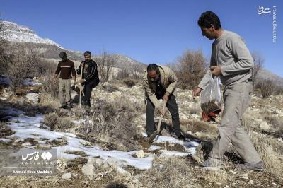 کاشت بلوط دررویشگاه دشت اژن