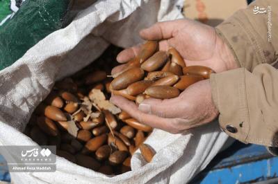 کاشت بلوط دررویشگاه دشت اژن