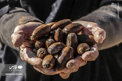 کاشت بلوط دررویشگاه دشت اژن