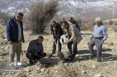 کاشت بلوط دررویشگاه دشت اژن