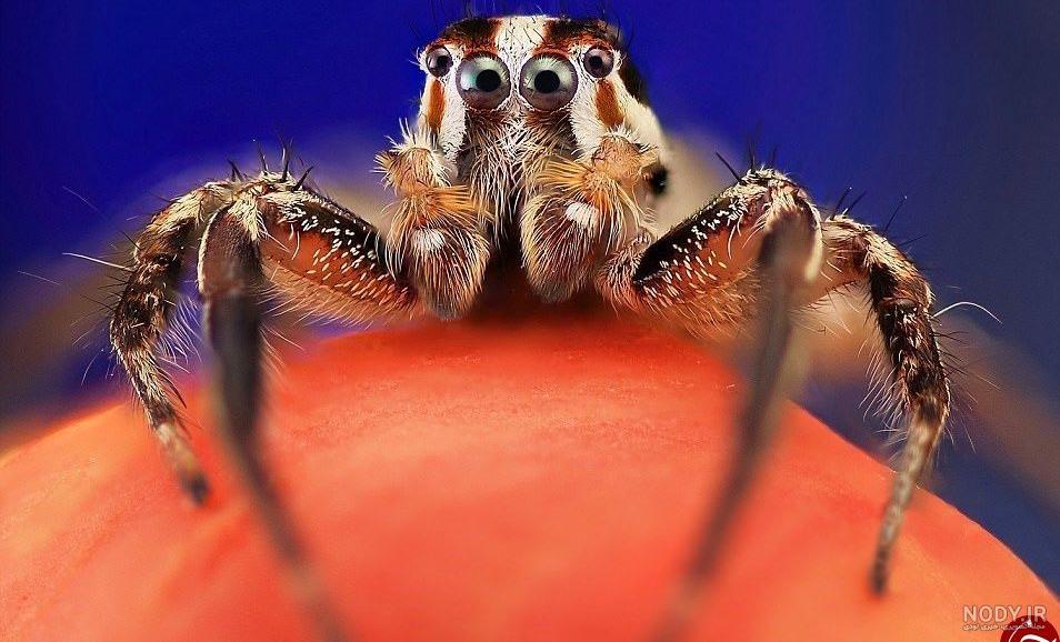 عنکبوت عجیبی که مثل یاقوت می‌درخشد! /فیلم